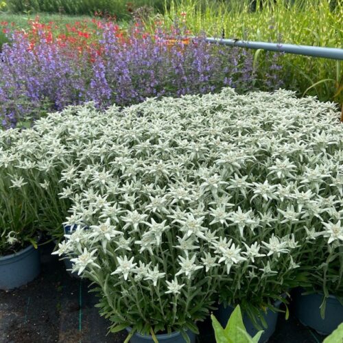 Leontopodium (Edelweis)