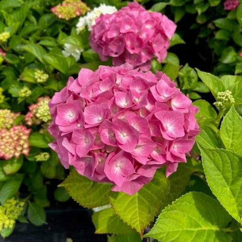 Hydrangea macrophylla roze, grote plant in 10 liter pot