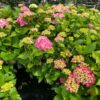 Hydrangea macrophylla roze, grote plant in 10 liter pot