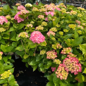 Hydrangea macrophylla roze, grote plant in 10 liter pot