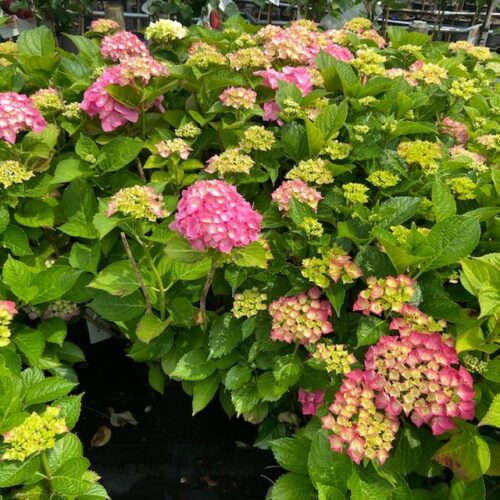 Hydrangea macrophylla roze, grote plant in 10 liter pot