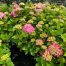Hydrangea macrophylla roze, grote plant in 10 liter pot