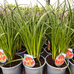 Kniphofia Papaya Popsicle (Vuurpijl)