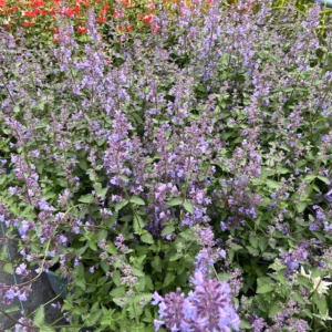 Nepeta 'Walker's low' (Kattenkruid)