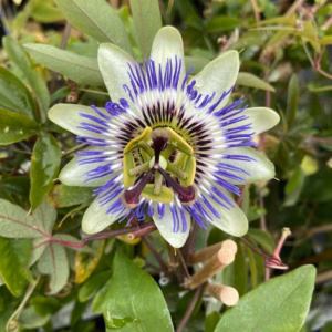 Passiflora (Passiebloem)