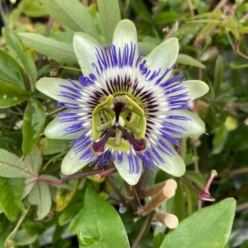Passiflora (Passiebloem)
