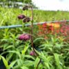 Penstemon 'Rich Ruby'