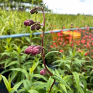 Penstemon 'Rich Ruby'