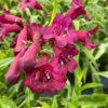 Penstemon 'Rich Ruby'