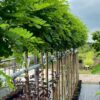 Robinia ps. 'Umbraculifera' (Acacia) stamhoogte 160 cm