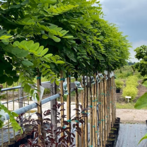 Robinia ps. 'Umbraculifera' (Acacia) stamhoogte 160 cm