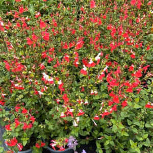 Salvia micro. 'Hot lips'