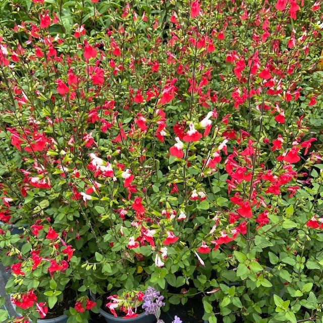 Salvia micro. 'Hot lips'