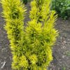 Taxus baccata David (Venijnboom) 60 cm