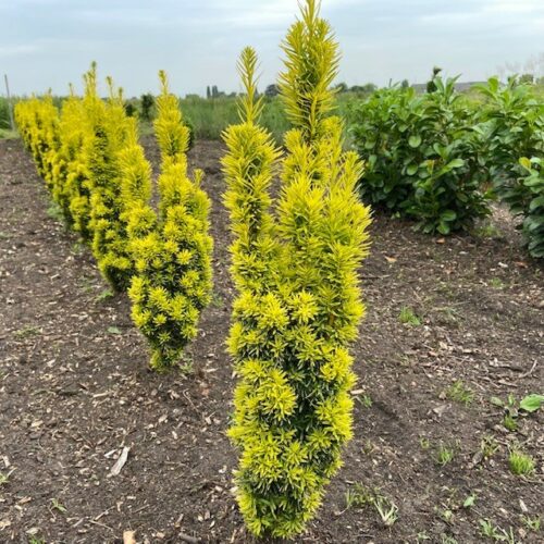 Taxus baccata David (Venijnboom) 60 cm