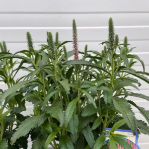 Veronica Anniversary Rose