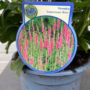 Veronica Anniversary Rose