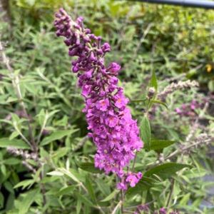 Buddleja free petit Dark pink (Dwergvlinderstruik)