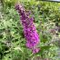 Buddleja free petit Dark pink (Dwergvlinderstruik)