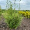 Bamboe Fargesia robusta Campbell vollegrond 18 liter