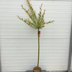Salix integra Hakuro-nishiki (Bonte wilg), 100 cm stamhoogte