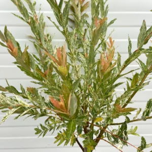 Salix integra Hakuro-nishiki (Bonte wilg), 100 cm stamhoogte