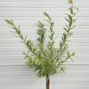 Salix integra Hakuro-nishiki (Bonte wilg), 85 cm stamhoogte