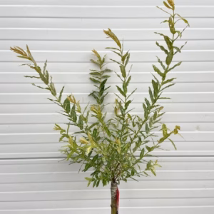 Salix integra Hakuro-nishiki (Bonte wilg), 85 cm stamhoogte