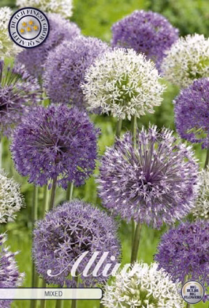 Allium mixed