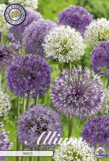 Allium mixed