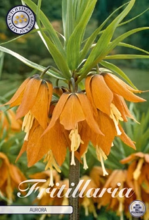 Fritillaria Imp. Aurora (Keizerskroon)