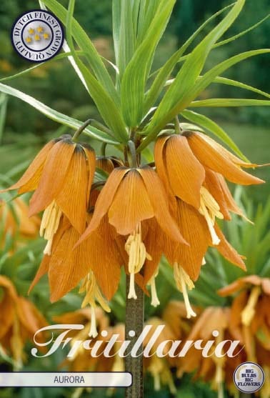 Fritillaria Imp. Aurora (Keizerskroon)