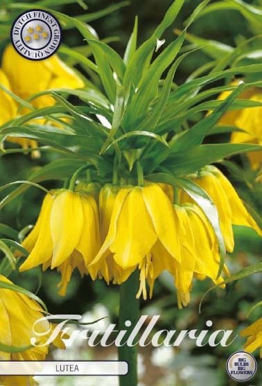 Fritillaria Imp. Lutea