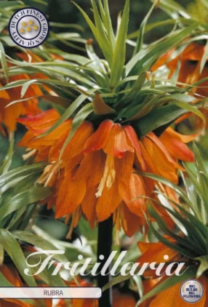 Fritillaria Imp. Rubra (Keizerskroon)