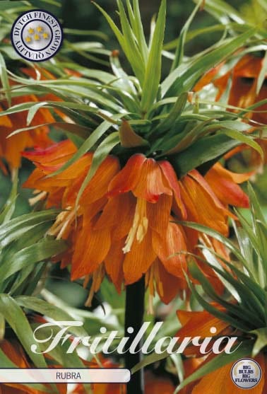 Fritillaria Imp. Rubra (Keizerskroon)