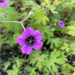 Geranium ann Folkard (Ooievaarsbek)