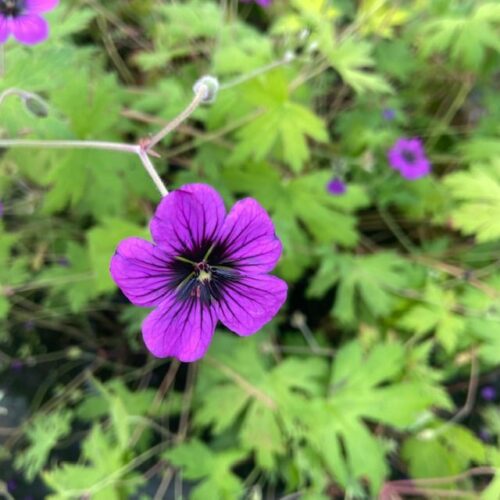 Geranium ann Folkard (Ooievaarsbek)