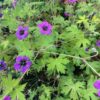 Geranium ann Folkard (Ooievaarsbek)