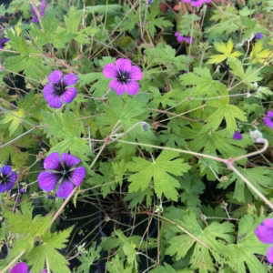 Geranium ann Folkard (Ooievaarsbek)