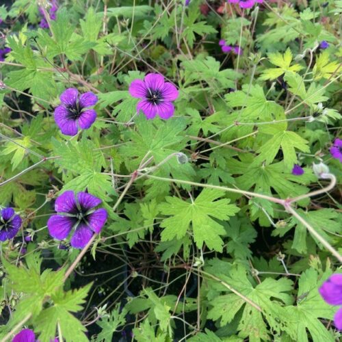 Geranium ann Folkard (Ooievaarsbek)