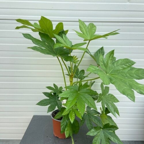 Fatsia