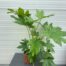 Fatsia