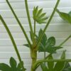 Fatsia