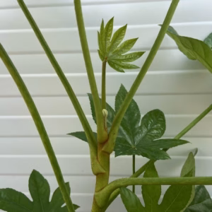Fatsia