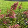 Hydrangea Paniculata Pinky Winky (pluimhortensia) roze