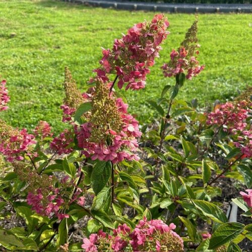 Hydrangea Paniculata Pinky Winky (pluimhortensia) roze