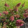 Hydrangea Paniculata Pinky Winky (pluimhortensia) roze