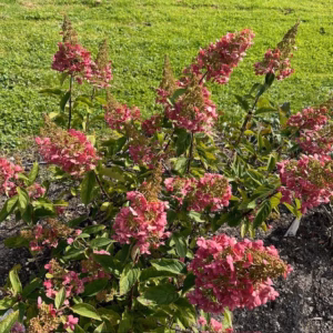 Hydrangea Paniculata Pinky Winky (pluimhortensia) roze