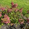 Hydrangea Paniculata Pinky Winky (pluimhortensia) roze