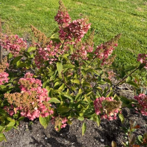 Hydrangea Paniculata Pinky Winky (pluimhortensia) roze